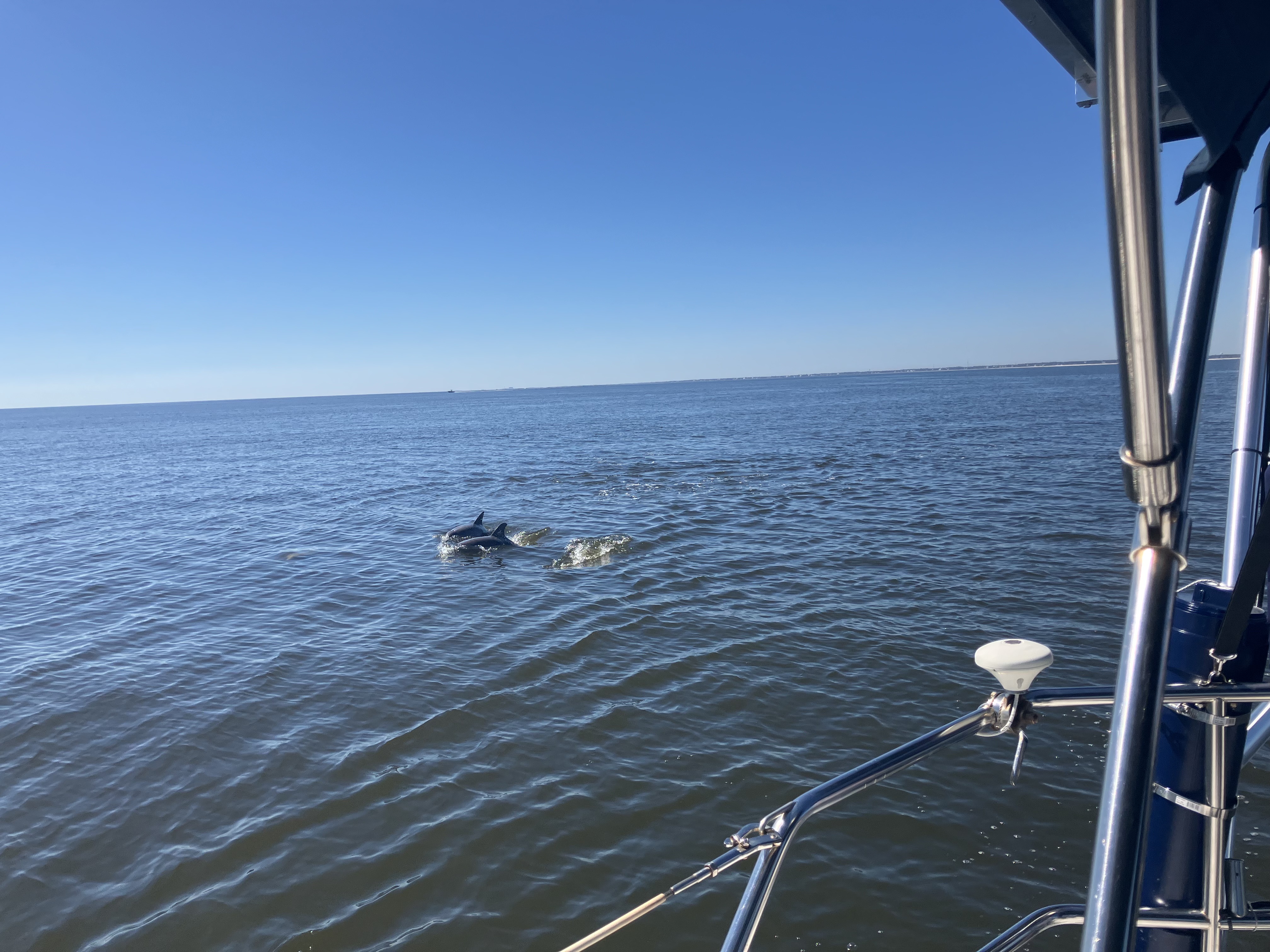 Dolphins at play 