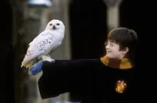 This is a picture of Hedwig and Harry 